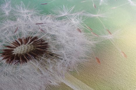 TABLOU PĂPĂDIE MAGICĂ - TABLOU FLORI - TABLOURI