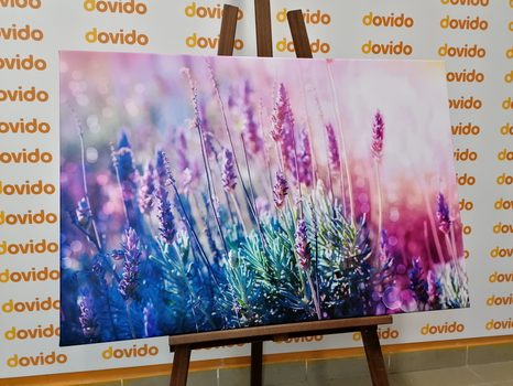 КАРТИНА НА ПЛАТНО – МАГИЧЕСКИ ЦВЕТОВЕ НА ЛАВАНДУЛА - КАРТИНИ С ЦВЕТЯ - КАРТИНИ