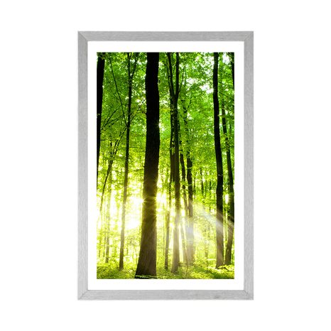 POSTER – FORESTA VERDE FRESCA - NATURA - POSTER