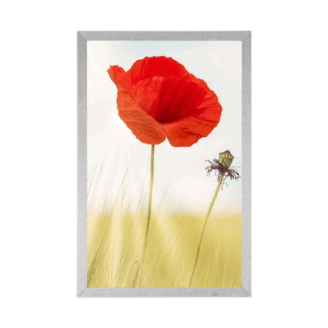 PLAKÁT DIVOKÝ MÁK - KVĚTINY - PLAKÁTY