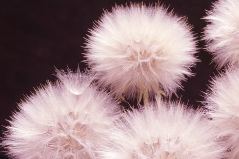 SELF ADHESIVE WALL MURAL DANDELION ON A DARK BACKGROUND - SELF-ADHESIVE WALLPAPERS - WALLPAPERS