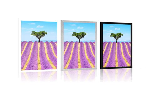 POSTER PROVENZALISCHES LAVENDELFELD - NATUR - POSTER