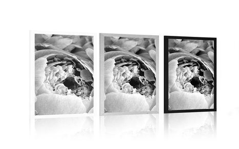 PLAKÁT ČERNOBÍLÉ LUPÍNKY KVĚTU - ČERNOBÍLÉ - PLAKÁTY