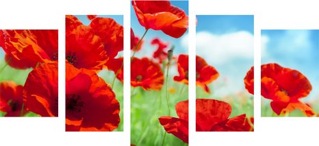 5-DÍLNÝ OBRAZ KVĚTY MÁKU NA LOUCE - OBRAZY KVĚTŮ - OBRAZY