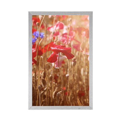 PLAKAT MAK OBASJAN SUNCEM - POLJA I LIVADE - PLAKATI