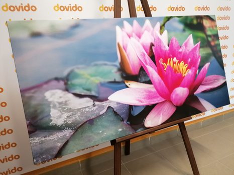 TABLOU FLOARE DE LOTUS ROZ - TABLOU FLORI - TABLOURI