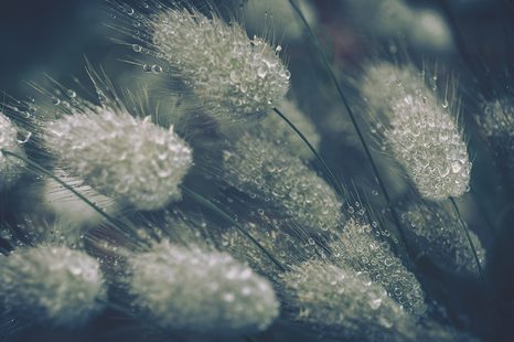 SAMOLEPÍCÍ FOTOTAPETA KAPKY ROSY NA TRÁVĚ - SAMOLEPÍCÍ TAPETY - TAPETY