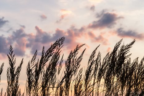 OBRAZ STÉBLA POLNÍ TRÁVY - OBRAZY PŘÍRODY A KRAJINY - OBRAZY