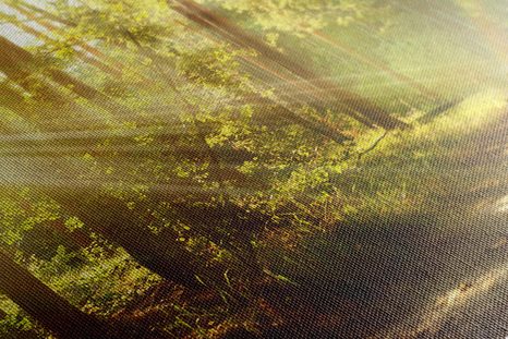 CANVAS SCHILDERIJ ZONNESTRALEN IN HET BOS - SCHILDERIJEN - MEGA UITVERKOOP TOT 70% 🔥