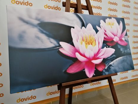 WANDBILD LOTOSBLÜTE IM SEE - BILDER BLUMEN - BILDER