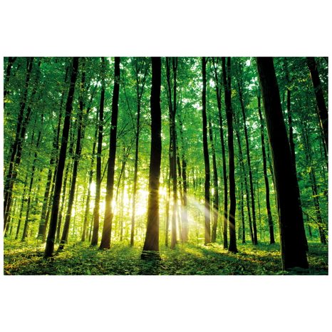 FOTOTAPETA SVĚŽEST LESA - TAPETY PŘÍRODA - TAPETY