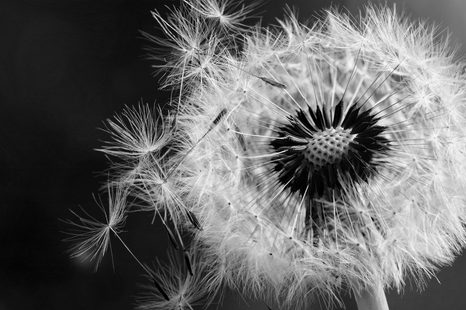 FOTOTAPETA ČERNOBÍLÝ DETAIL PAMPELIŠKY - ČERNOBÍLÉ TAPETY - TAPETY