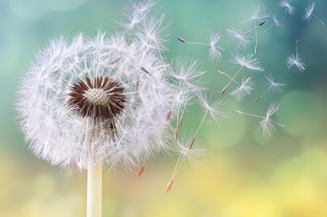 TABLOU PĂPĂDIE MAGICĂ - TABLOU FLORI - TABLOURI