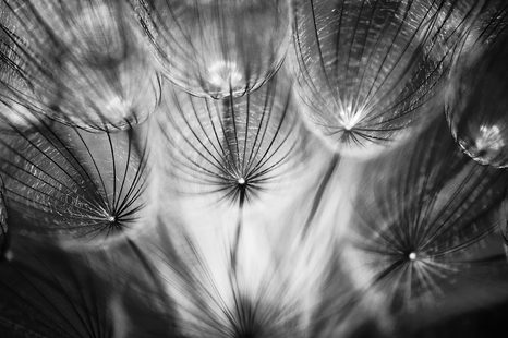 WALLPAPER UNUSUAL BLACK AND WHITE DANDELION - BLACK AND WHITE WALLPAPERS - WALLPAPERS