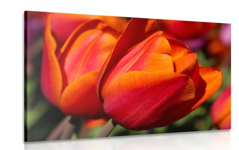 CANVAS PRINT BEAUTIFUL TULIPS IN A MEADOW - PICTURES FLOWERS - PICTURES