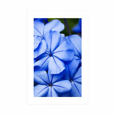 POSTER WITH MOUNT WILD BLUE FLOWERS - FLOWERS - POSTERS