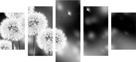 5-DÍLNÝ OBRAZ NADÝCHANÁ PAMPELIŠKA V ČERNOBÍLÉM PROVEDENÍ - ČERNOBÍLÉ OBRAZY - OBRAZY