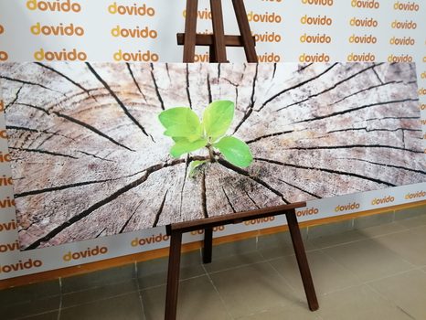 OBRAZ ZROD NOVÉHO ŽIVOTA - OBRAZY PŘÍRODY A KRAJINY - OBRAZY