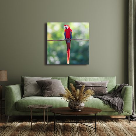 OBRAZ TROPICKÝ PTÁK V PŘÍRODĚ - OBRAZY PTÁCI - OBRAZY