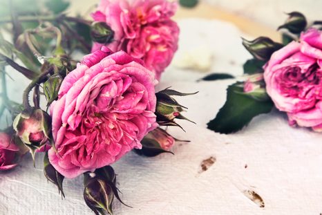 ΕΙΚΌΝΑ ΕΝΌΣ ΤΡΙΑΝΤΆΦΥΛΛΟΥ ΣΕ ΆΝΘΙΣΗ - ΠΊΝΑΚΕΣ VINTAGE ΈΝΑ ΡΕΤΡΌ - ΠΊΝΑΚΕΣ