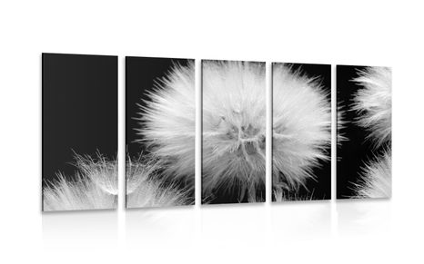 5-PIECE CANVAS PRINT BLACK AND WHITE DANDELION - BLACK AND WHITE PICTURES - PICTURES