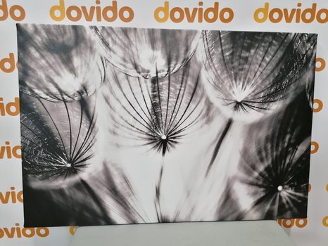 КАРТИНА НА ПЛАТНО – ГЛУХАРЧЕ В ЧЕРНО И БЯЛО - ЧЕРНО-БЕЛИ КАРТИНИ - КАРТИНИ