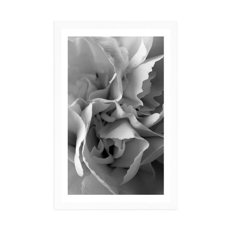 PLAKAT S PASPARTUOM LATICE KARANFILA U CRNO-BIJELOM DIZAJNU - CRNO-BIJELE - PLAKATI