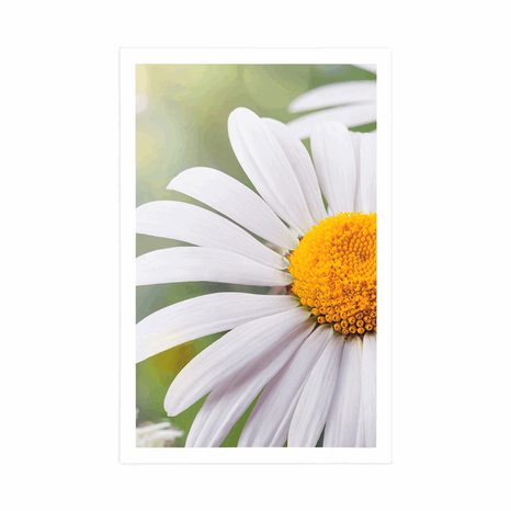 PLAKÁT KVĚTINY KOPRETINY - KVĚTINY - PLAKÁTY