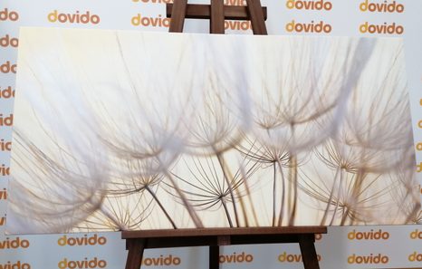 OBRAZ PAMPELIŠKOVÉ SEMENA - OBRAZY - TOTÁLNÍ VÝPRODEJ 🔥