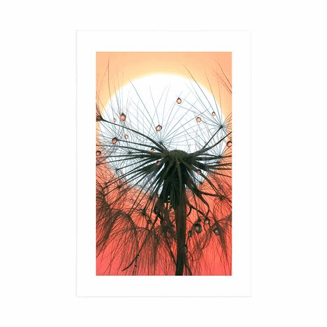 POSTER – DENTE DI LEONE AL TRAMONTO - FIORI - POSTER