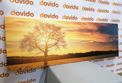 OBRAZ OSAMĚLÉHO STROMU - OBRAZY PŘÍRODY A KRAJINY - OBRAZY