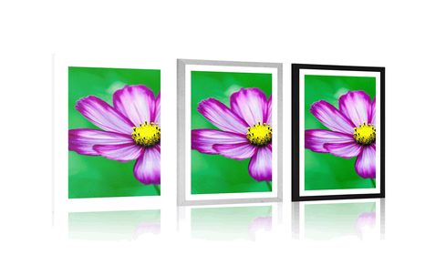 PLAKAT S PASPARTUOM VRTNI CVIJET URESNICA - CVIJEĆE - PLAKATI