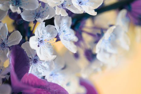 SAMOLEPÍCÍ FOTOTAPETA KVETOUCÍ VĚTVIČKA TŘEŠNĚ - SAMOLEPÍCÍ TAPETY - TAPETY