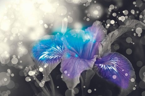 TAPET FRUMUSEȚEA ASCUNSĂ A CRINULUI - TAPET FLORI - TAPETURI