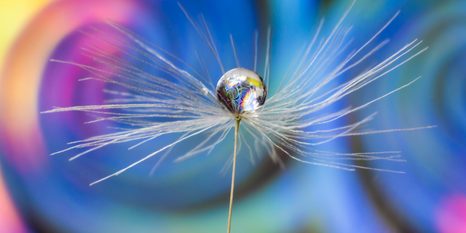 SLIKA KAPLJA ROSE NA ABSTRAKTNEM OZADJU - ABSTRAKTNE SLIKE - SLIKE