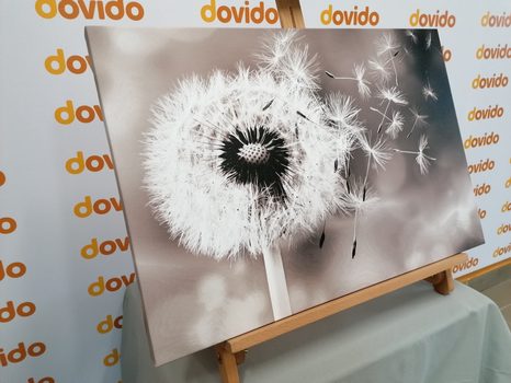 WANDBILD BEZAUBERNDER LÖWENZAHN IN SCHWARZ-WEISS - SCHWARZ-WEISSE BILDER - BILDER