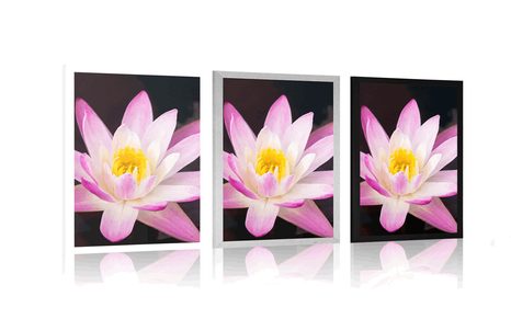 POSTER BEAUTIFUL WATER LILY - FLOWERS - POSTERS