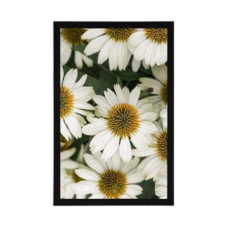 PLAKÁT LÉČIVÉ KVĚTINY HEŘMÁNKU - KVĚTINY - PLAKÁTY