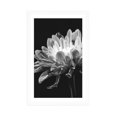 POSTER WITH MOUNT BLACK AND WHITE DAISY - BLACK AND WHITE - POSTERS