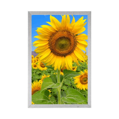 PLAKAT POLJE SUNCOKRETA - CVIJEĆE - PLAKATI
