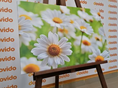 OBRAZ JARNÍ LOUKA PLNÁ KVĚTIN - OBRAZY KVĚTŮ - OBRAZY