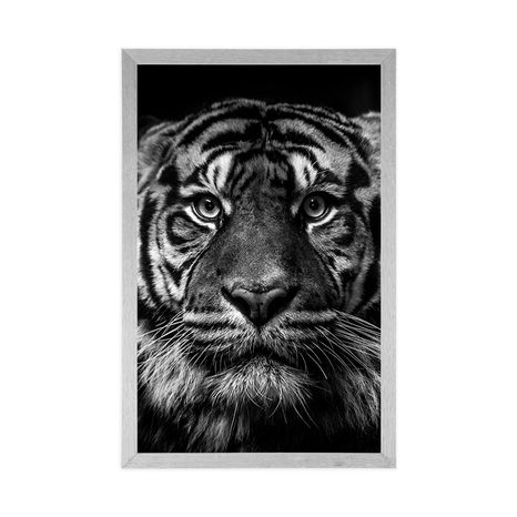 POSTER TIGER IN SCHWARZ-WEISS - SCHWARZ-WEISS - POSTER