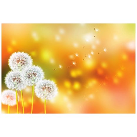 CARTA DA PARATI – DENTE DI LEONE SOFFICE - CARTA DA PARATI CON FIORI - CARTA DA PARATI