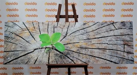 OBRAZ ZROD NOVÉHO ŽIVOTA - OBRAZY PŘÍRODY A KRAJINY - OBRAZY