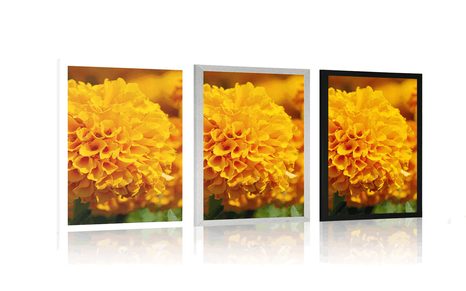 PLAKÁT AZTÉCKÝ MĚSÍČEK - KVĚTINY - PLAKÁTY