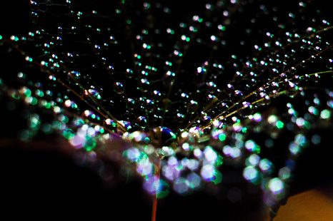 SLIKA KAPLJICE VODE NA REGRATOVI LUČKI - SLIKE ROŽ - SLIKE