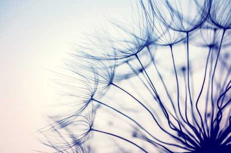 CARTA DA PARATI AUTOADESIVA – DENTE DI LEONE IN DESIGN UNICO - CARTA DA PARATI AUTOADESIVE - CARTA DA PARATI