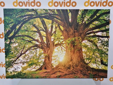 КАРТИНА НА ПЛАТНО – ВЕЛИЧЕСТВЕНИ ДЪРВЕТА - КАРТИНИ НА ПРИРОДАТА И ПЕЙЗАЖИ - КАРТИНИ