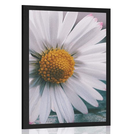 POSTER BEAUTIFUL DAISY - FLOWERS - POSTERS