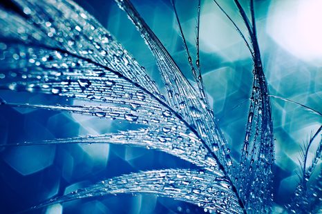 SAMOLEPÍCÍ TAPETA KAPKY RANNÍ ROSY - SAMOLEPÍCÍ TAPETY - TAPETY